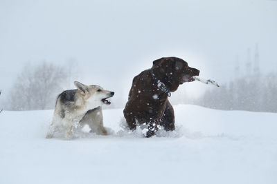 Dog in snow