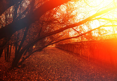 Road amidst trees in forest against orange sky