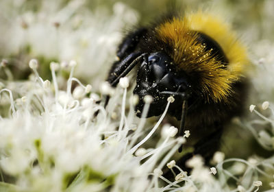 Close-up of bee on flower