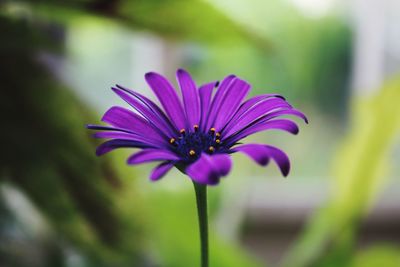 Close-up of purple flower