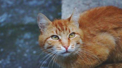 Close-up portrait of ginger cat