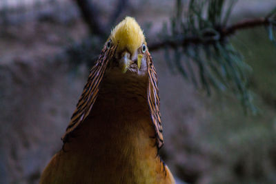 Close-up of bird perching outdoors