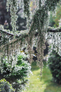 plant
