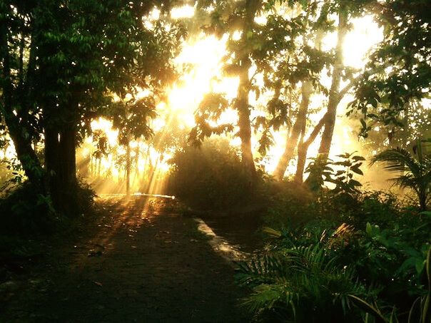 sun, tree, sunlight, sunbeam, sunset, lens flare, tranquility, nature, tranquil scene, the way forward, beauty in nature, scenics, back lit, growth, forest, orange color, outdoors, road, no people, landscape