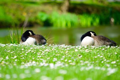 Bird on grassy field