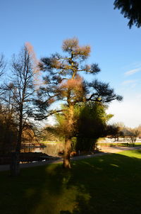 Trees in park against sky