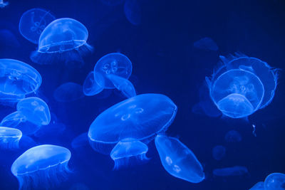 Jellyfish in sea