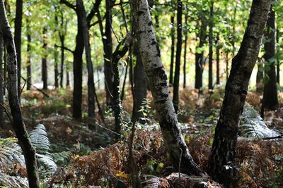 Trees growing in forest