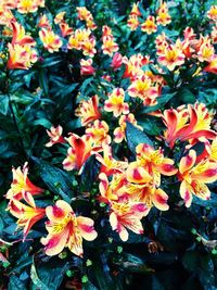 Close-up of flowers blooming outdoors