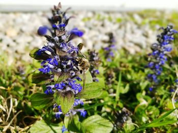 Close-up of purple flowers blooming outdoors