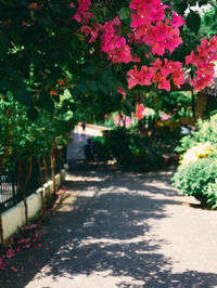 Footpath amidst flowering plants in park