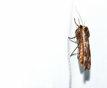 Close-up of insect over white background