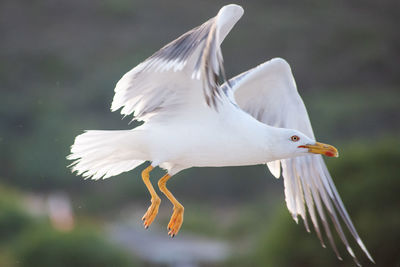 Close-up of seagull flying