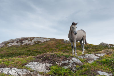 Horse standing on field against sky