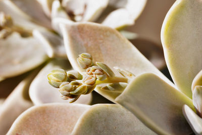 Detail of succulent plant graptopetalum common named ghost plant or mother-of-pearl with  flowers ,