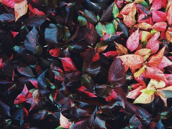 Full frame shot of autumn leaves