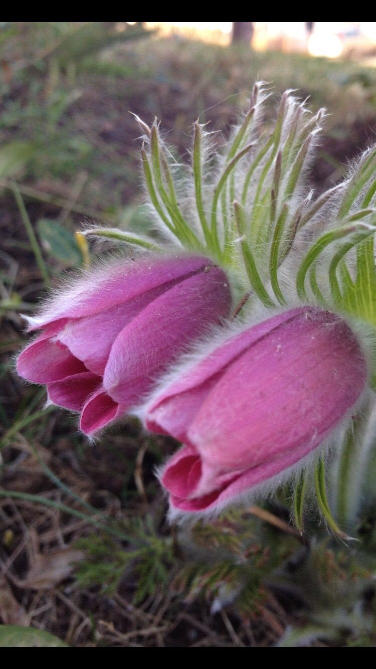 🔹tusenochenkatt🔹