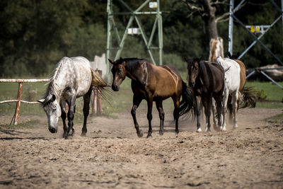 Horses on field