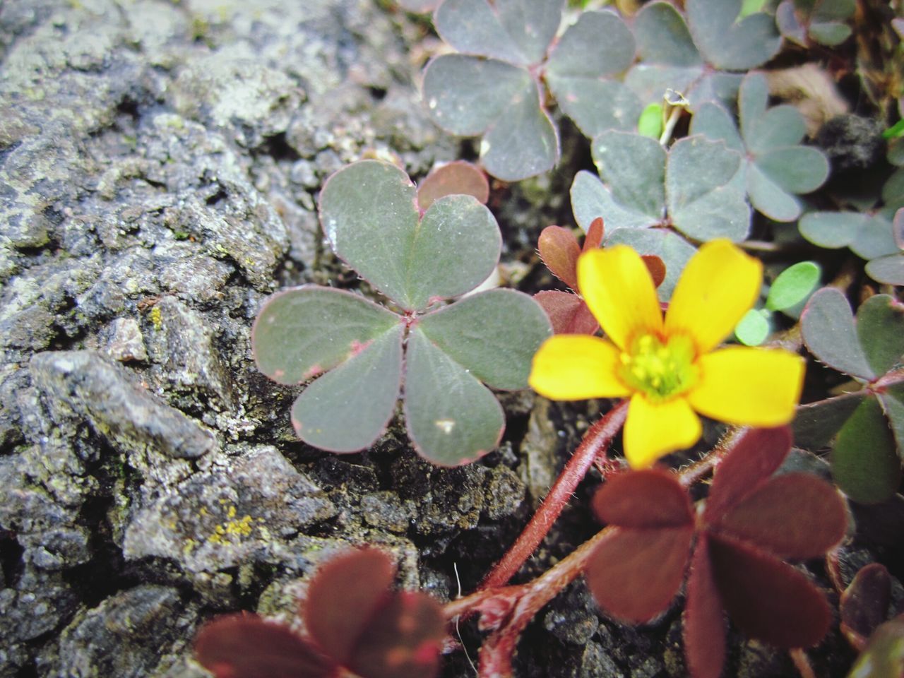 HIGH ANGLE VIEW OF YELLOW FLOWERING PLANTS