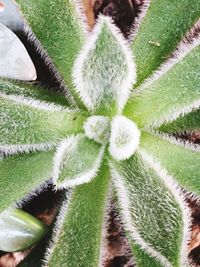 Close-up of plants growing on field