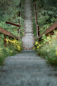 Surface level of footpath amidst plants in forest