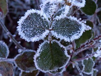 Close-up of frozen plant