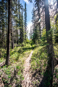 Trees in forest against sky