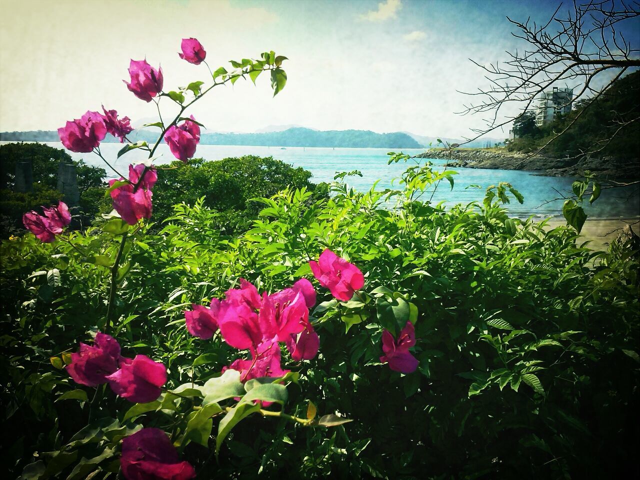 flower, water, beauty in nature, freshness, growth, plant, fragility, nature, pink color, petal, sky, sea, blooming, tranquil scene, tranquility, scenics, horizon over water, flower head, in bloom, leaf