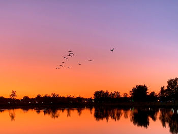 Silhouette birds flying over lake during sunset