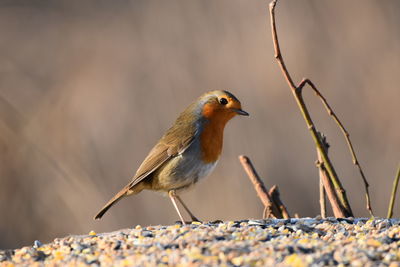 Close-up of robin perching on rock