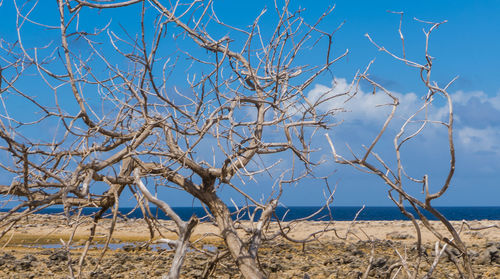 Close-up of bare tree against blue sky