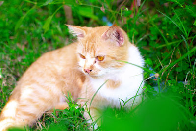 Cat resting on a field