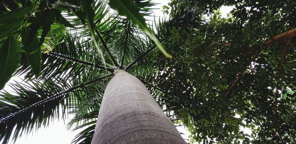 Low angle view of palm trees against sky