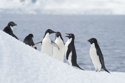 View of birds on snow covered landscape