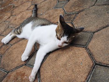 High angle view of cat resting on footpath