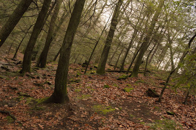 Trees in forest
