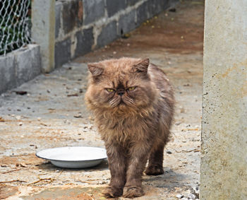 Portrait of cat sitting on wall