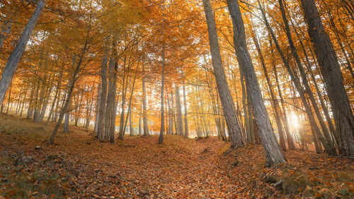 Low angle view of trees during autumn in forest