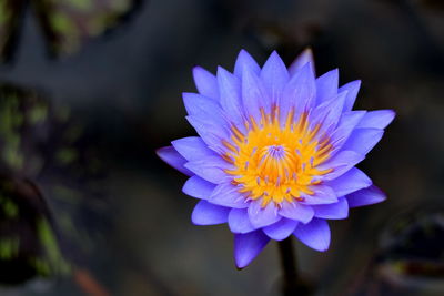 The purple lotus has beautiful natural yellow stamens.