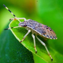 Close-up of insect on leaf