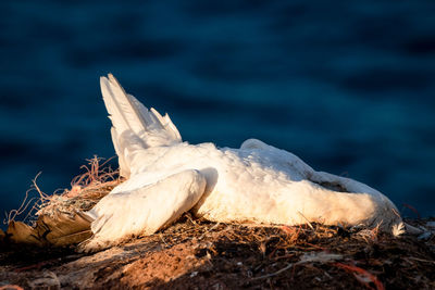 Close-up of bird