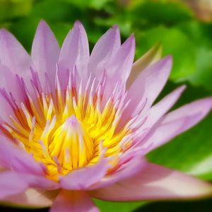 Extreme close up of pink flower