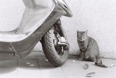 Cat looking down while sitting on tiled floor