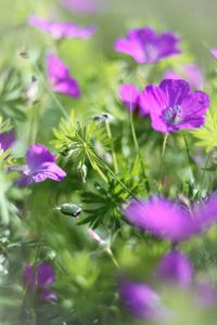 Beautiful purple flowers blooming on plant