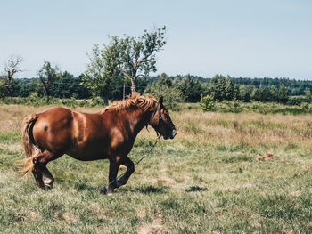 Horse in a field