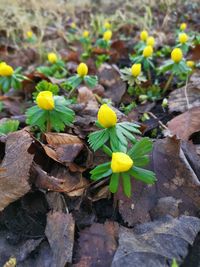 Close-up of yellow flowering plants on field