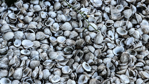 Full frame shot of shells