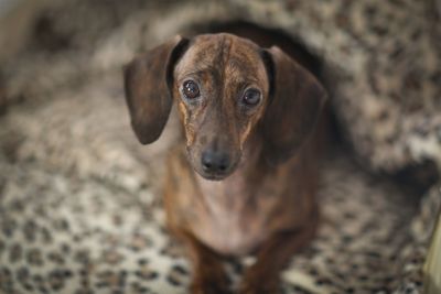 High angle portrait of dachshund