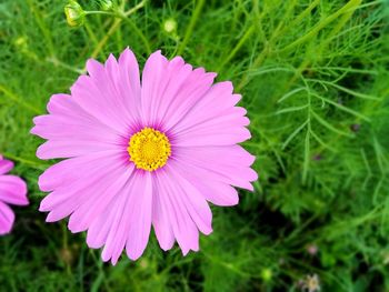 Close-up of pink flower on field