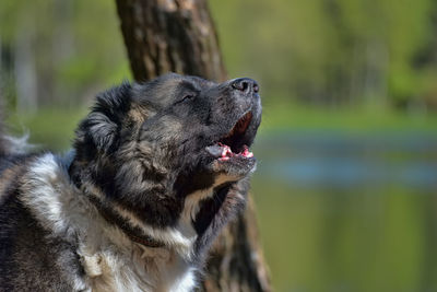 Close-up of a dog looking away